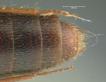 Media type: image;   Entomology 32917 Aspect: abdomen ventral view